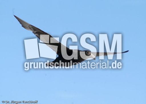 Riesensturmvogel (27 von 32).jpg